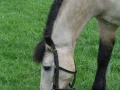 2009_0424BVRCCamp0225
